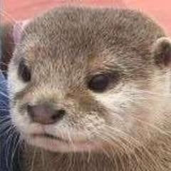 chicotasotty's profile picture. ADHDと二次障害*発覚して半年*今はクローズでフルタイム就労*疲労困憊系ハッタツ*かつては2度ニート*コンサータ、エビリファイ、レクサプロ*生き方模索中*7時間寝たい*発達用アカウント*セルフモニタリング多め、練習中*視覚優位、聴覚過敏