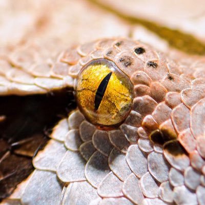 c45514n's profile picture. Take me to the Jungle