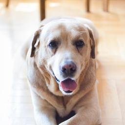 Sharing the best dog care and inspirational stories to dog lovers.