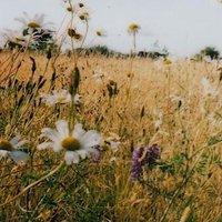 EndoftheWorldGarden (@eotwgarden) 's Twitter Profile