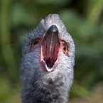 ryanx's profile picture. i am in fact a bird