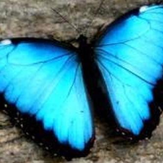 Socia1Butt3rf1y's profile picture. A socializer who enjoys #traveling - always on a journey. Luvs: #Mum #XMR #altcoin #tech #crystallang #golang #fitness #OpenSource #Linux #hemp & groovy #EDM.