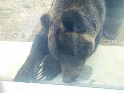 大犬犬太さんのプロフィール画像