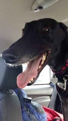 greyhoundkim Profile Picture