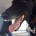 Kimberley Mannings (@greyhoundkim) Twitter profile photo Kimberley Mannings (@greyhoundkim) Twitter profile photo