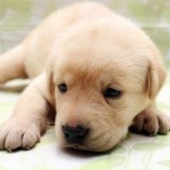 動物 おもしろ 動画コレクション Lifenewscoll のツイプロ