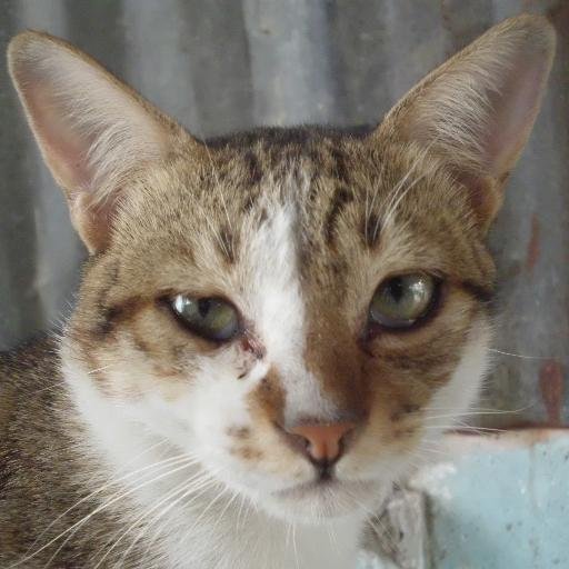 CatsandMyce's profile picture. 