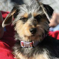 product manager. semi-geek. workaholic. bsu alumna. parent of most amazing dog ever.
