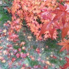 いろは (@sai_coordinate) / Posts / X