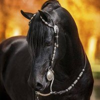 عاشق الخيول (@kouiciyacine) 's Twitter Profile