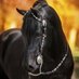 عاشق الخيول (@kouiciyacine) Twitter profile photo