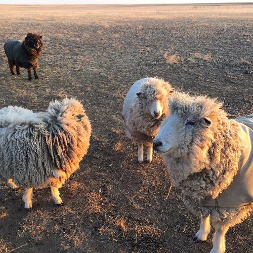 Small farm startup w/ #LeicesterLongwool sheep + Buckeye, Barred Rock hens + veggies + 3 dogs + @nearfarmontana + husband/Iraq vet.