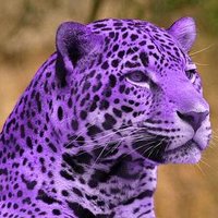 Purple Jaguar ✈(@purplejaguarr) 's Twitter Profile Photo