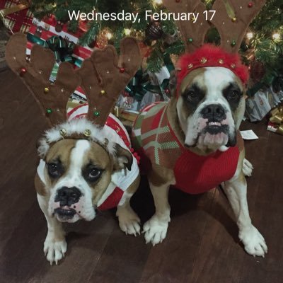 2 sweet, loving Olde English Bulldogges who are spoiled rotten!