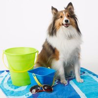 Jackson (@legacymeddog) 's Twitter Profile