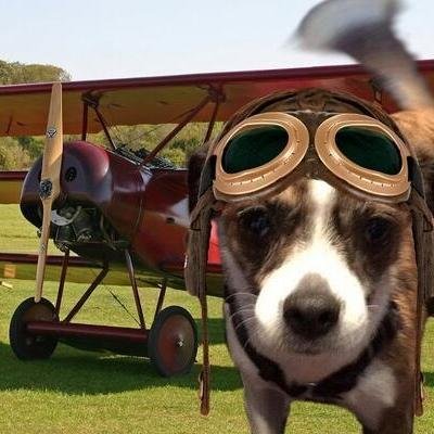 Tuck works in a law office and muses on animal rights, animal cruelty,  animal law, and current events.                 #TheAviators