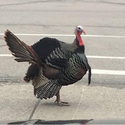 sanus's profile picture. 