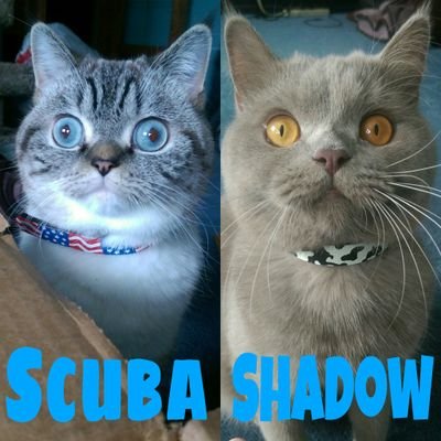 A day in the lives of Shadow and Scuba. Brother-sister duo! 
IG/snapchat-@shadow_scuba. 
Reddit user.