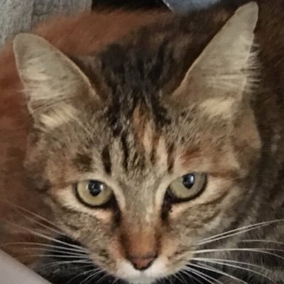 かめちゃんさんのプロフィール画像