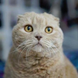 See tons of cute Scottish Fold cat photos on https://t.co/H5i2TSvEuf
