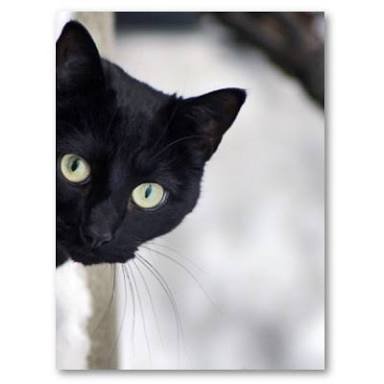 BlackCa26293352's profile picture. ตลก เพลง ภาพยนตร์ ศิลปะและวัฒนธรรม หนังสือและวรรณคดี อาหาร