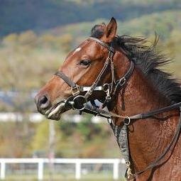 地方競馬 馬可愛いネ Akokeiba Twitter