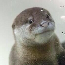 bobobabo's profile picture. 