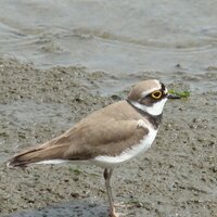 shorebird (@shorebird2000) 's Twitter Profile Photo