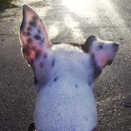 I'm a Staffy-cross with spotty ears. I was a stray but I now live in North London after All Dogs Matter found me a new home