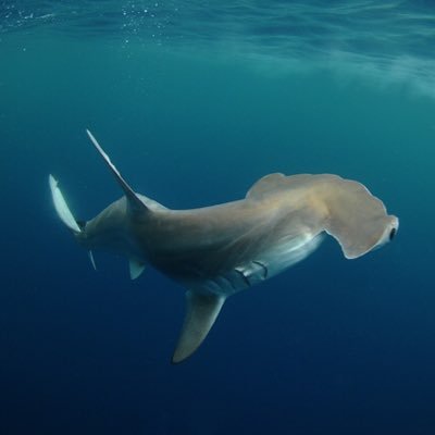 I am the first scalloped hammerhead shark tagged by @OCEARCH on #ExpeditionGoMex.