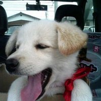 雑種犬 あい (@inuai_kimi) 's Twitter Profile Photo 雑種犬 あい (@inuai_kimi) 's Twitter Profile Photo