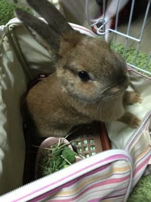 2013年〜猫保護活動。面倒なことはきらい。合理性と常識は大事。好きな人はとことん好き。きらいな人はとことんきらい。白黒ハッキリ。基本的に動物好き。
甲殻類アレルギー・花粉症。
2015年夏〜家族性地中海熱
2022年春〜喘息
2025年春〜潰瘍性大腸炎
年々生きづらくなるこの頃。