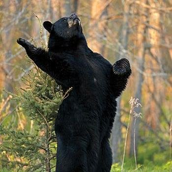 Orso 🇮🇹Italiano🇮🇹 rude e diretto, sensibile ma anche spietato. Blocco tutti i filoputiniani, pacifisti e sinistri.