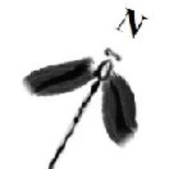 DMONTAGNE Profile