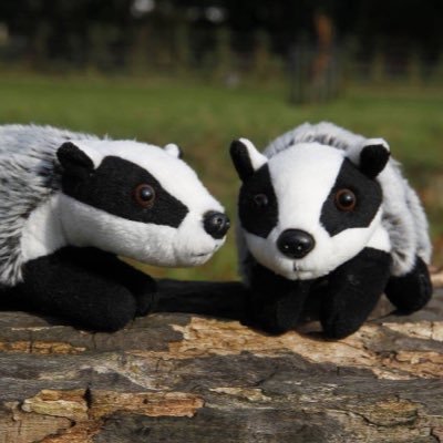 Two badgers with a love of coffee, Toblerone, gardening, crafting and Brian May #ChristmaswithBella #CoffeeTuesday #ThewisdomofBartyBadger #Stopthecull