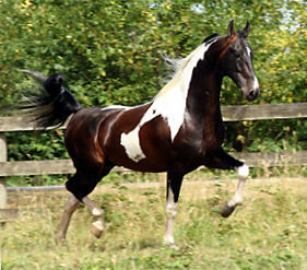 2001 Champion American Saddlebred Stallion; producing champions. Double Homozygous. Horses, humour and inspiration.