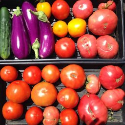 New England produce farmer. Or, glorified gardener.