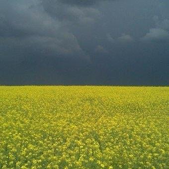 Бандерівець