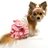 glamourforpets's profile image