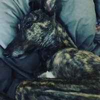 Ronnie the Brindle OTRB 22/5/2019 🌈(@SELondonHound) 's Twitter Profile Photo