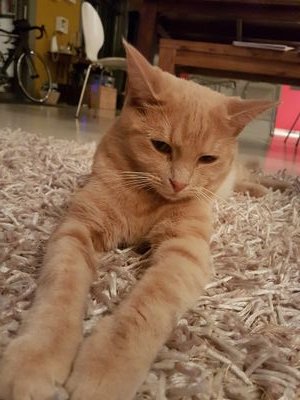 Ollibmw's profile picture. 