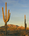 News, commentary, information and community portal for Ahwatukee, AZ