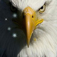 Eterno... (@wareagless) 's Twitter Profile
