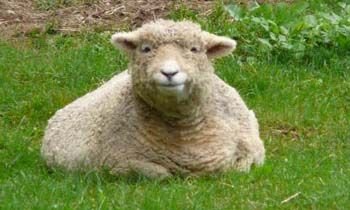 hitsujiya03's profile picture. しゅがーべいぶ