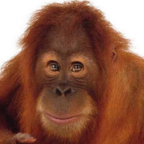 LocoManiaCh's profile picture. 100% Entretenimiento Puro