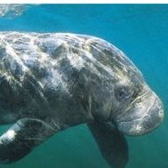 Profile Picture of Hugh Manatee (@plummer_fred) on Twitter