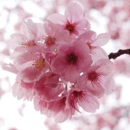 yokosakura2016's profile picture. 陽光桜perfect world peace project !!


愛の桜で地球を笑顔に染める

世界が大きく変わろうとしているこの時に、日本から平和のシンボルとして生まれた「陽光桜」が世界を美しく変えていく。