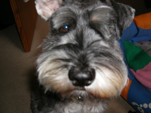 Mental Health Librarian, friend of miniature schnauzers, lover of cardigans.