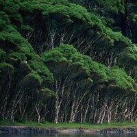 zorosky (@forets) 's Twitter Profile