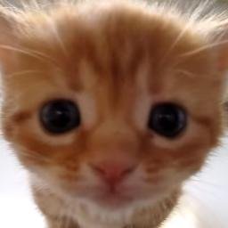 Youtubeにて公開されている、かわいい猫、しゃべる猫などの人気・おすすめ動画をまとめています。相互フォローお願いします！